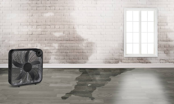 Best Professional water damage repair  in Hoer, OK